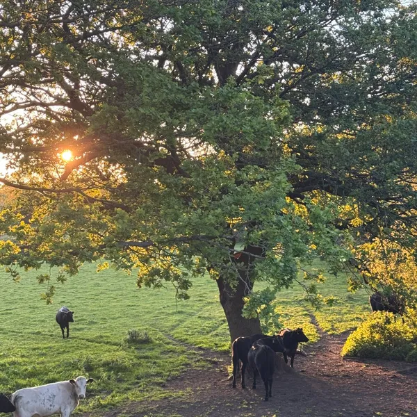 #cows